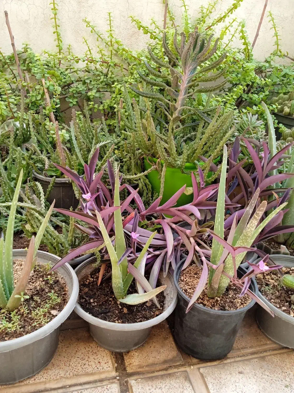 انواع گل مناسب آپارتمان وتراس وحیاط|گل و گیاه طبیعی|پاکدشت, پاکدشت (مامازند)|دیوار