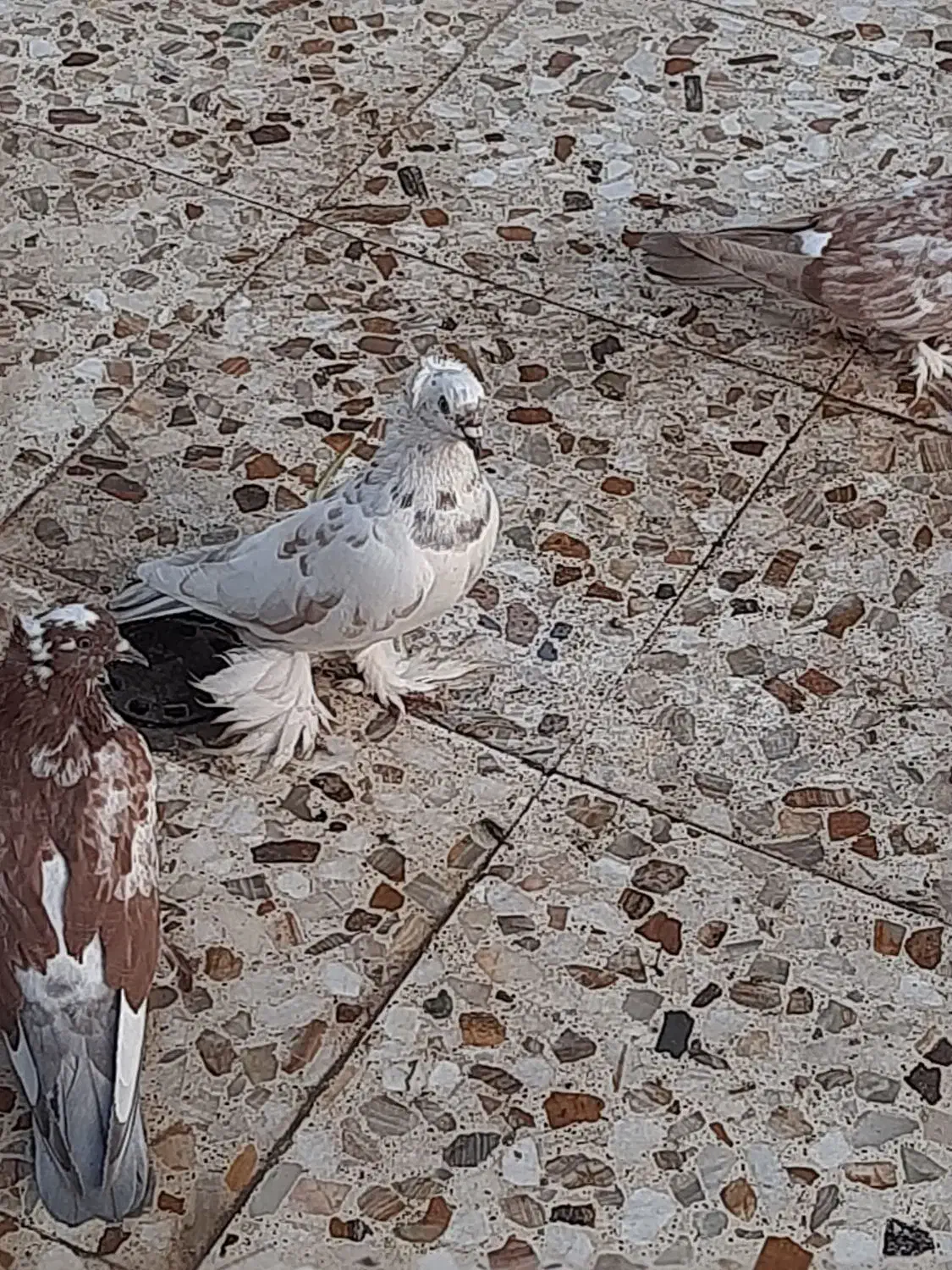 کبوتر پاپر کاکلی|پرنده|خمینی‌شهر, |دیوار