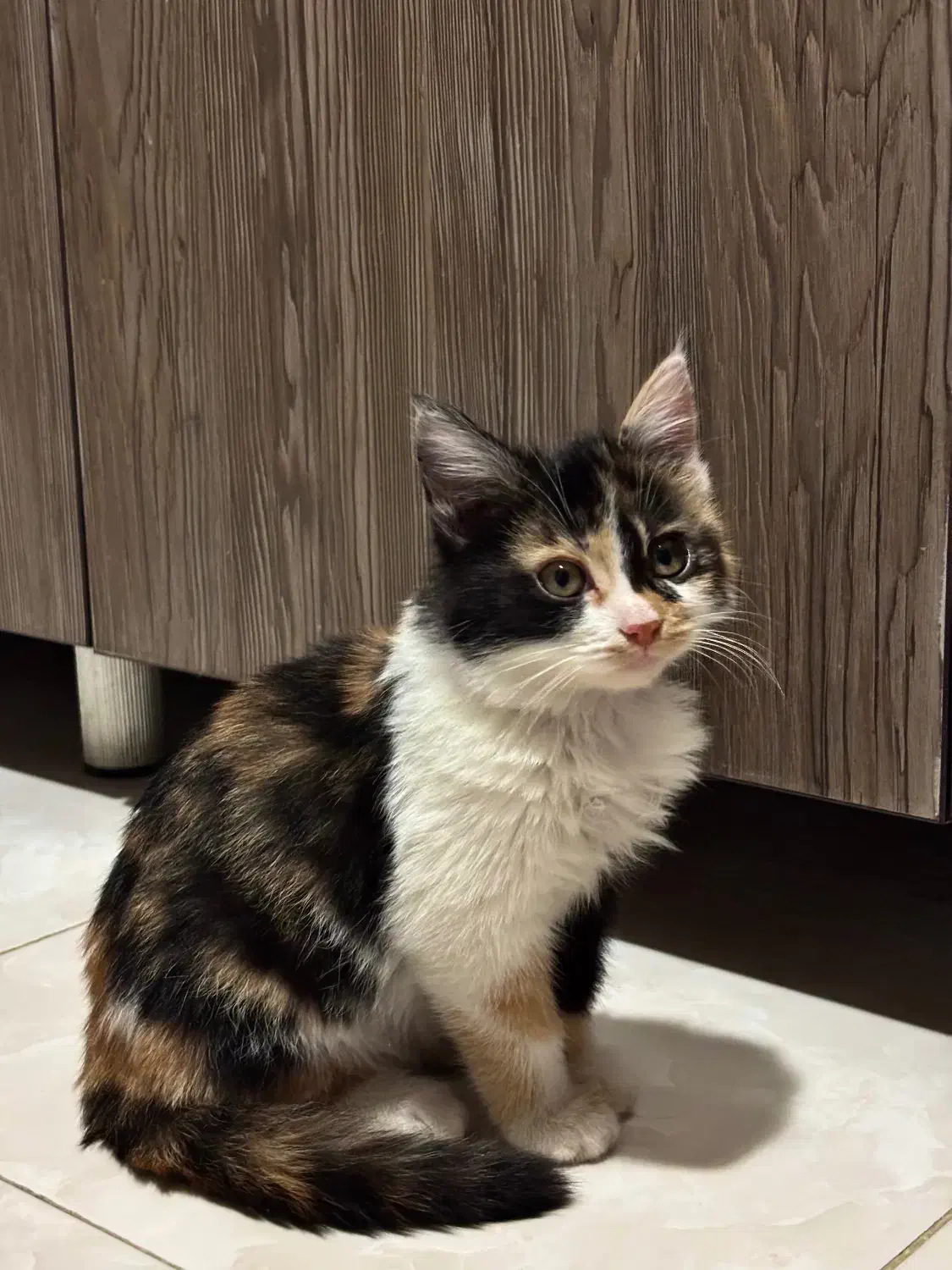 واگذاری بچه گربه|گربه|کرمانشاه, |دیوار