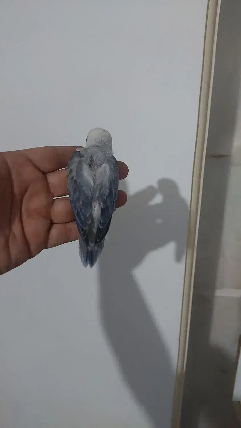 طوطی برزیلی یووینگ سرلاکی|پرنده|قدس, شهرقدس|دیوار