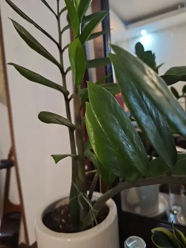 زاموفیلیا|گل و گیاه طبیعی|تهران, صادقیه|دیوار