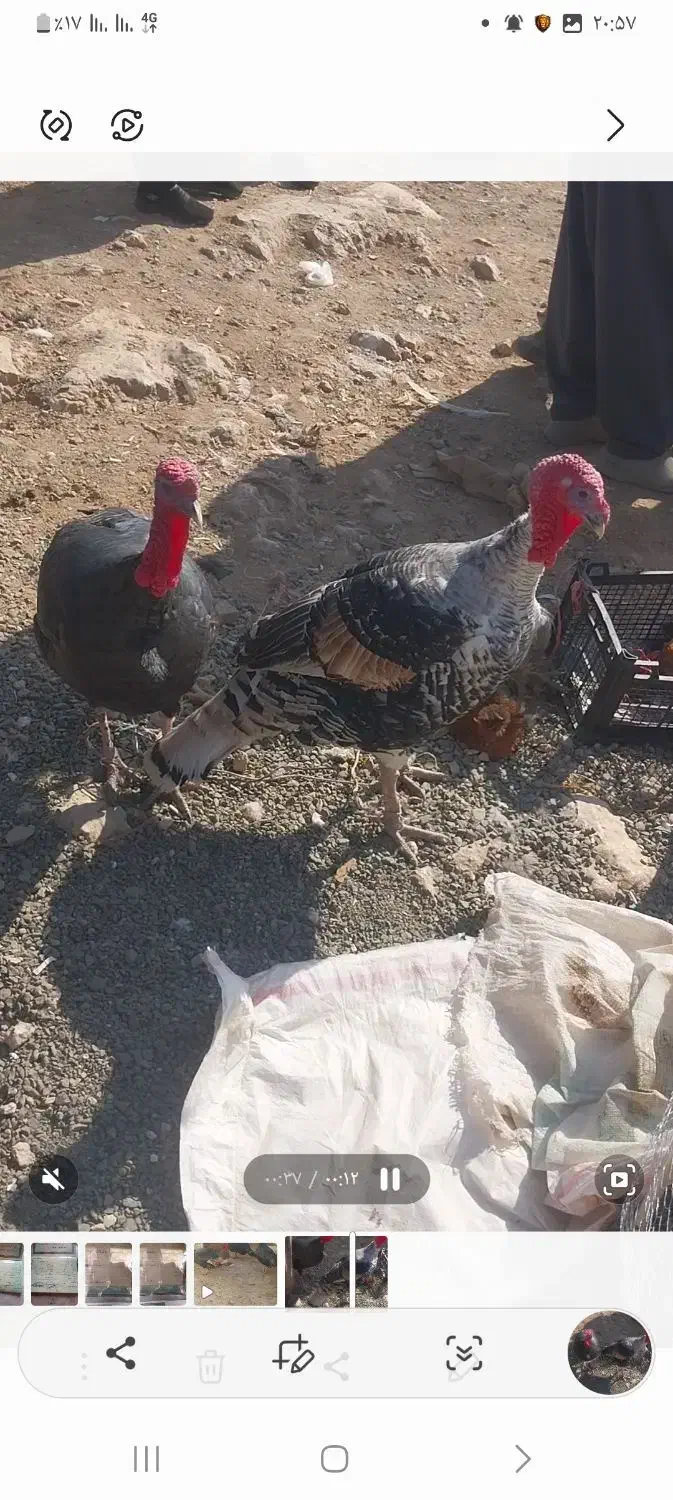 ۶عدد‌دوسال‌محلی|حیوانات مزرعه|بوکان, |دیوار