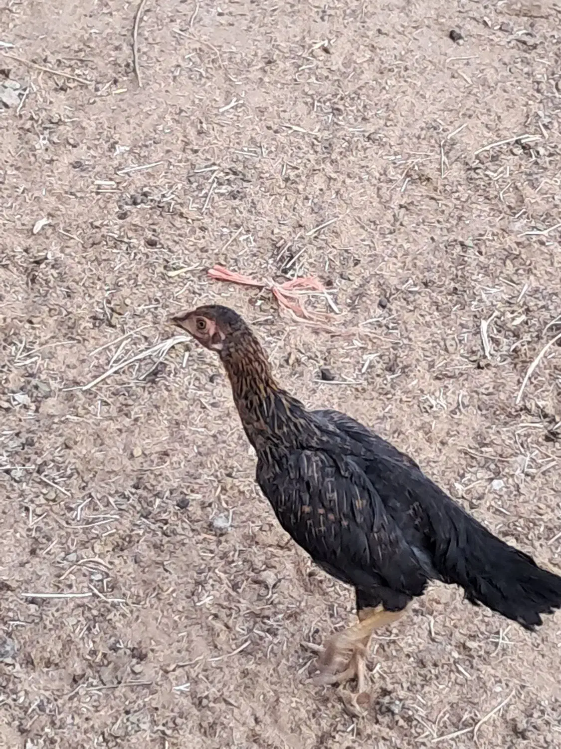چند عدد جوجه خروس و مرغ دورگ لاری درجه یک|حیوانات مزرعه|تویسرکان, |دیوار