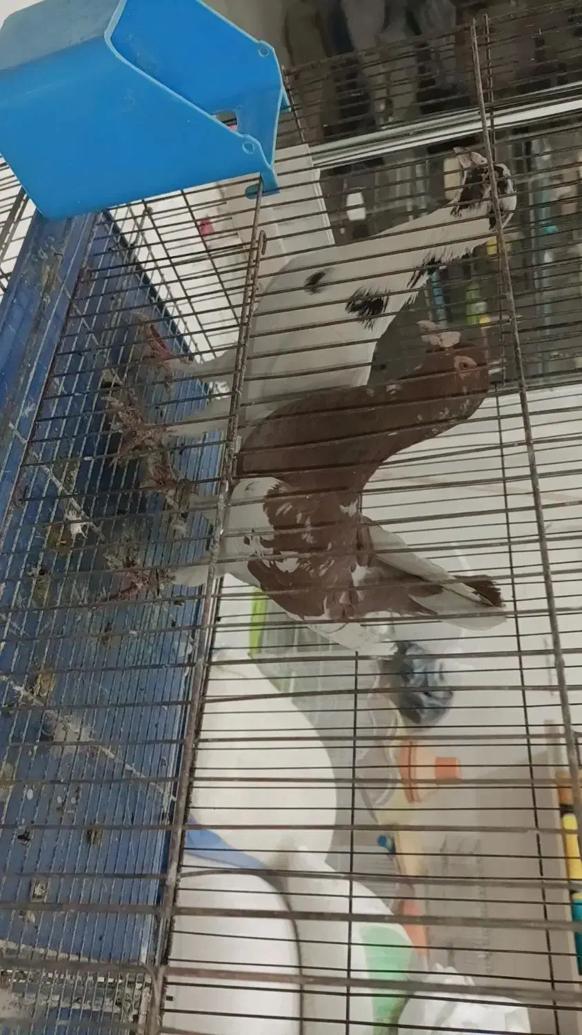 پرشی زنگ|پرنده|آشخانه, |دیوار