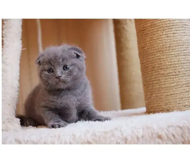 گربه اسکاتیش|گربه|مشهد, چهارچشمه|دیوار