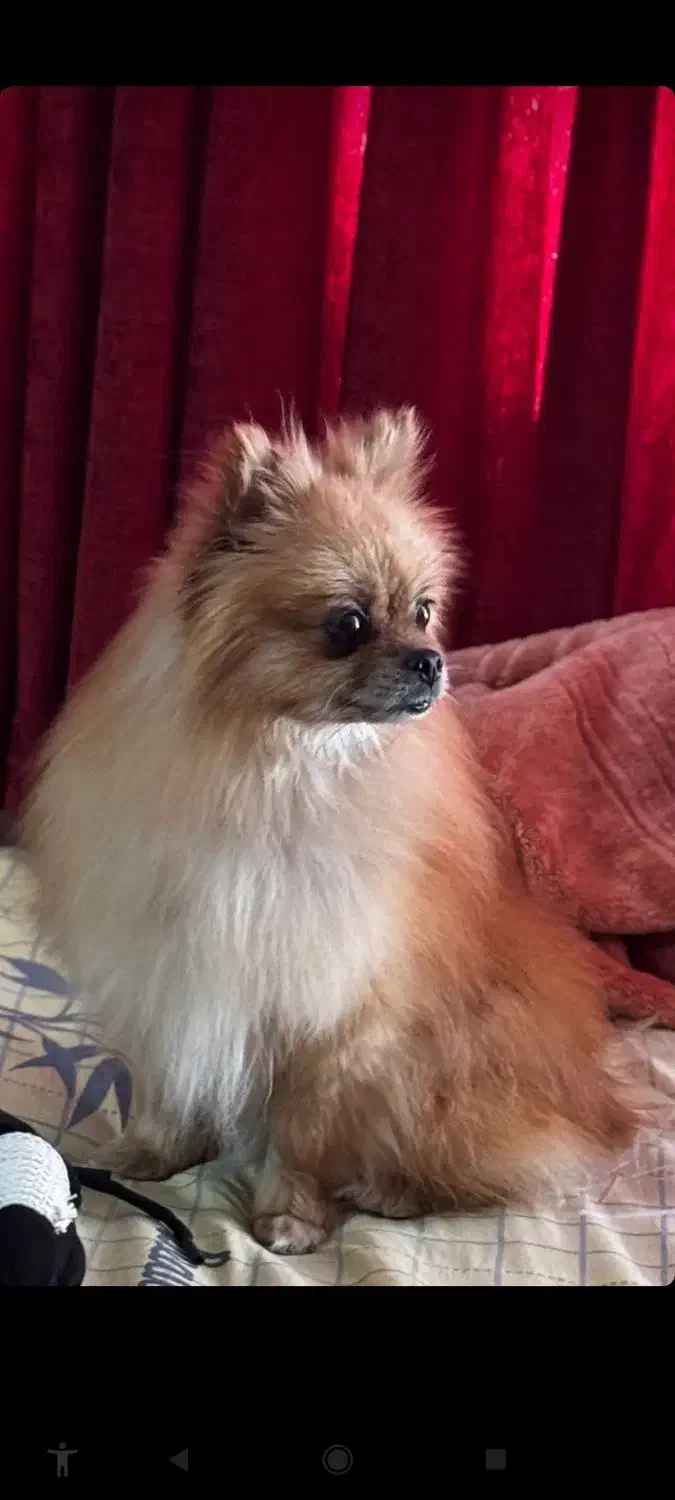 واگذاری پامر خرسی پامراین شیتزو تریر|سگ|مشهد, شیرودی|دیوار