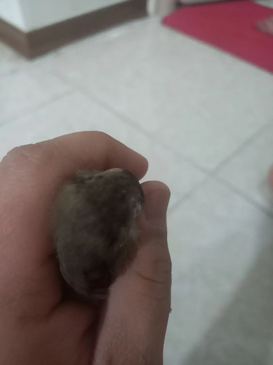 سهره ماده  داغسر جوجه. قفس عروسک|پرنده|ماهدشت, |دیوار