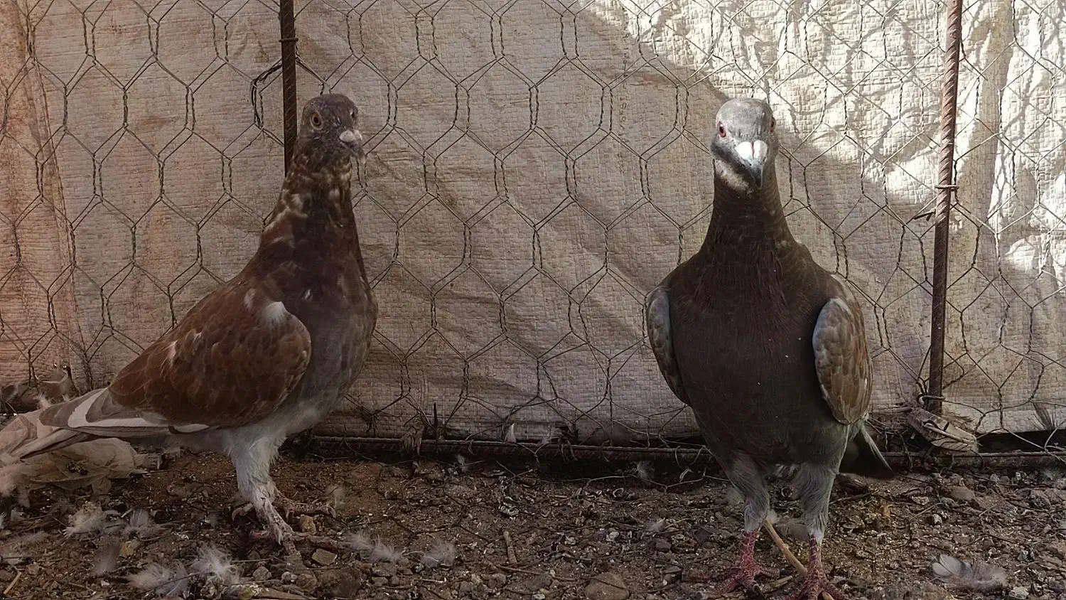 کفتر راعبی و ساتن وقوره گی|پرنده|قائن, |دیوار