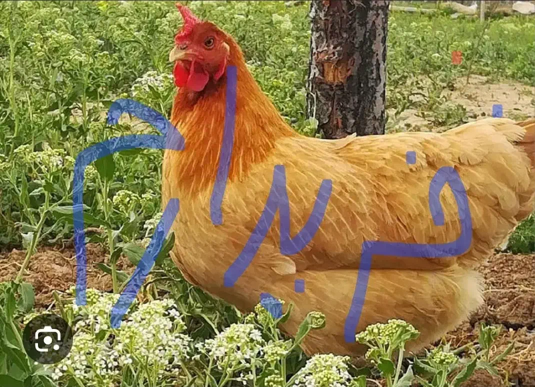 مرغ محلی تخمگذار|حیوانات مزرعه|میانه, |دیوار