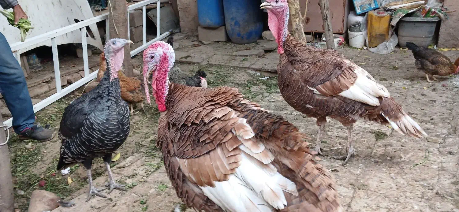 بوقلمون|حیوانات مزرعه|شیراز, جوادیه|دیوار
