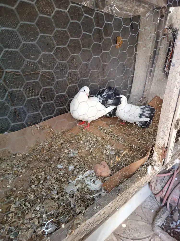 دم چتری|پرنده|پارس‌آباد, |دیوار