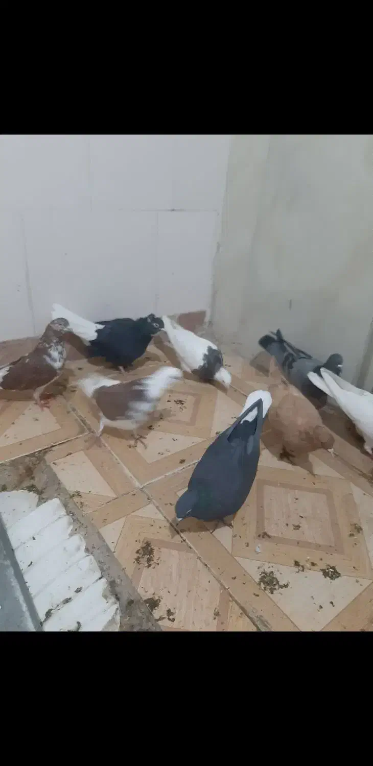 دوازده عدد کبوتر تهرانی،خال،رنگی|پرنده|ایلام, |دیوار