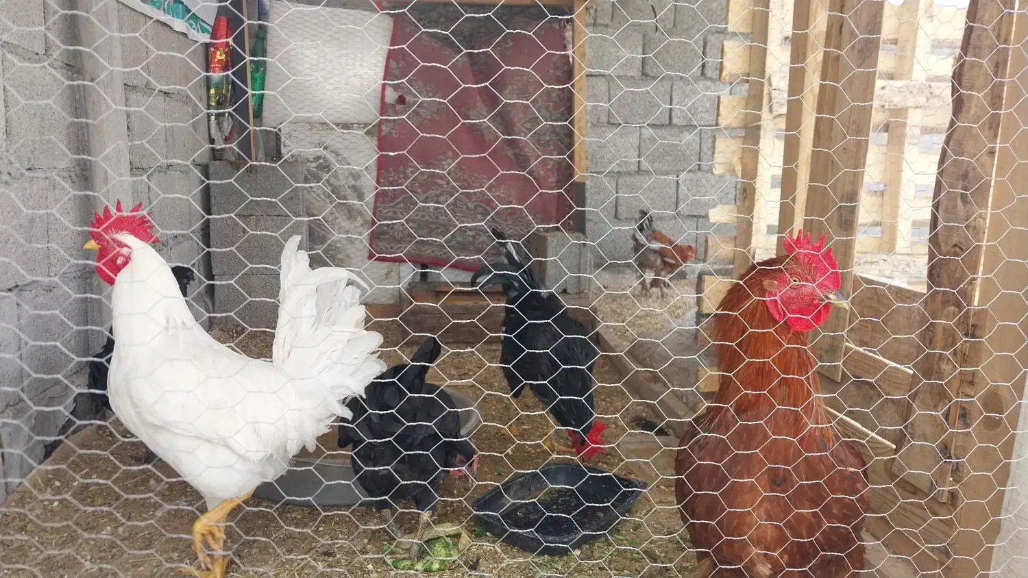 دو عدد خروس|حیوانات مزرعه|چغادک, |دیوار