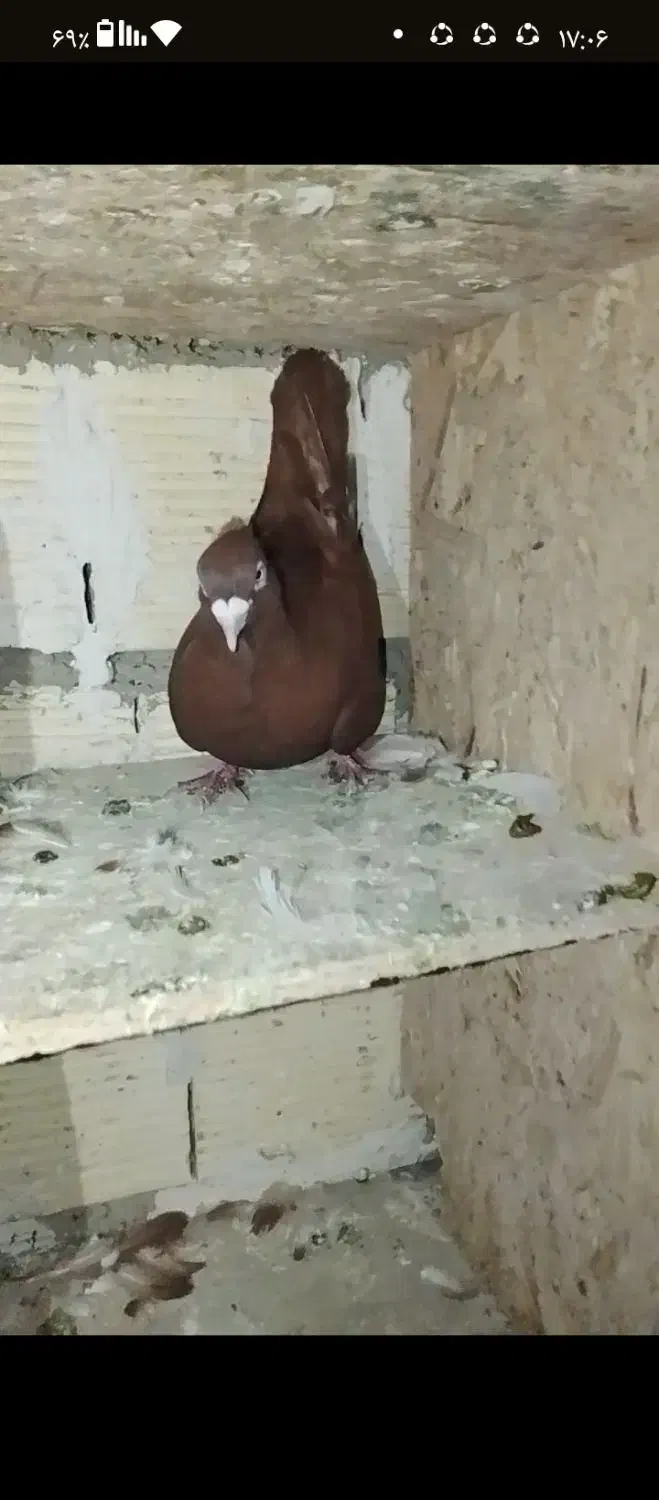 باسلام کبوتر سرخ نر شرور شرور|پرنده|زاغه, |دیوار