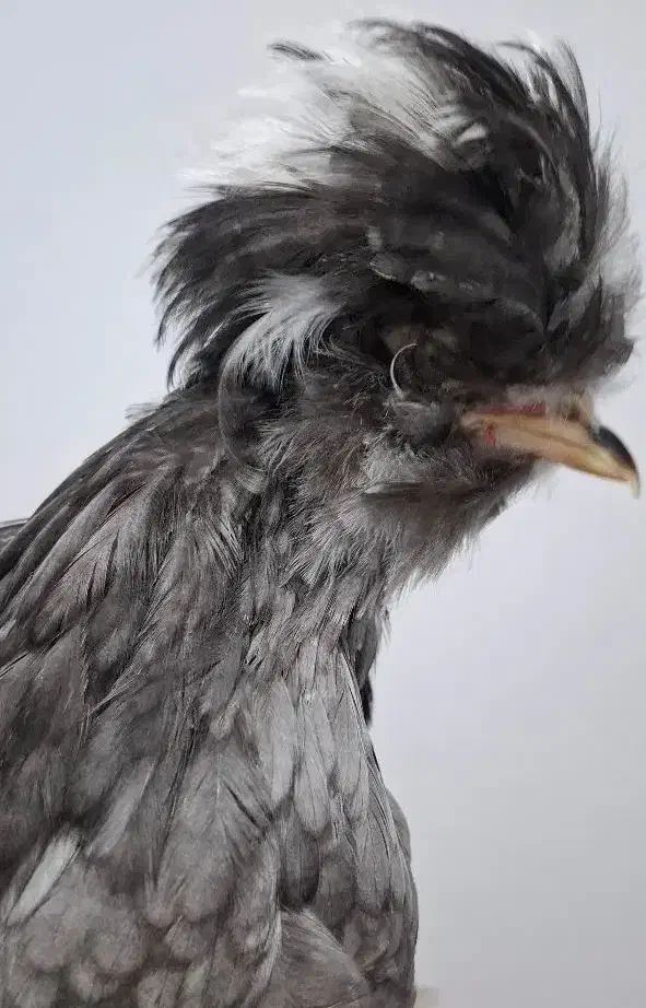 مرغ و خروس سلطان ۳ عدد|حیوانات مزرعه|تهران, افسریه شمالی|دیوار