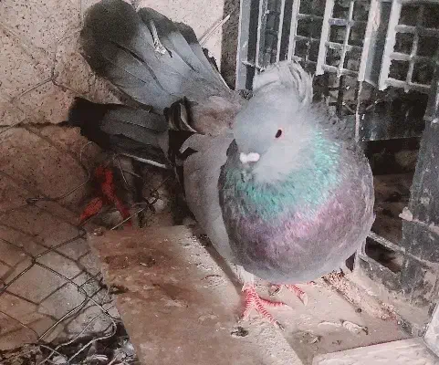 کبوتر سبز|پرنده|جیرفت, |دیوار