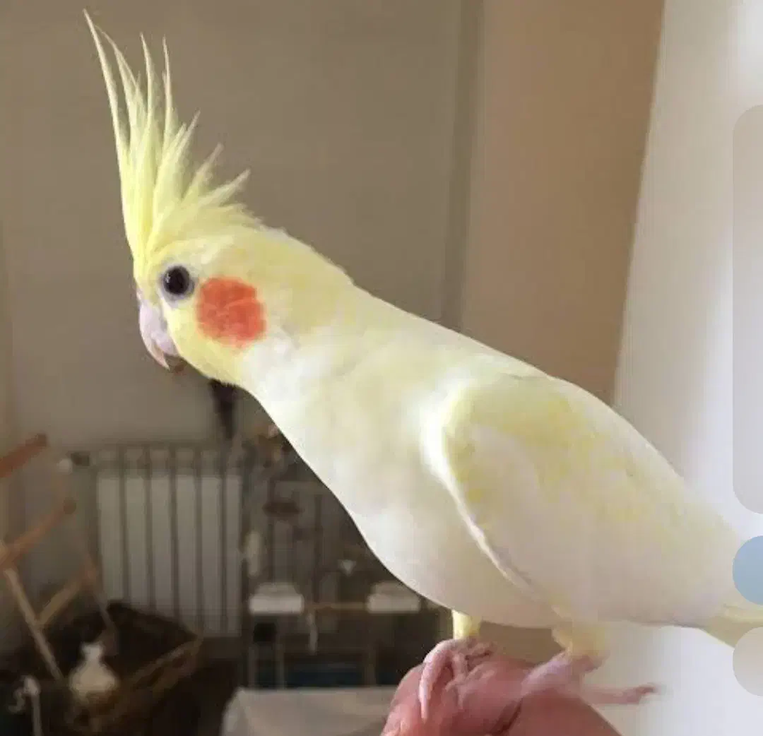 عروس هلندی گمشده|پرنده|اندیمشک, |دیوار