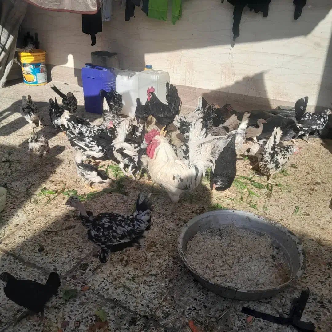 تخم مرغ|خوردنی و آشامیدنی|اهواز, ملاشیه|دیوار