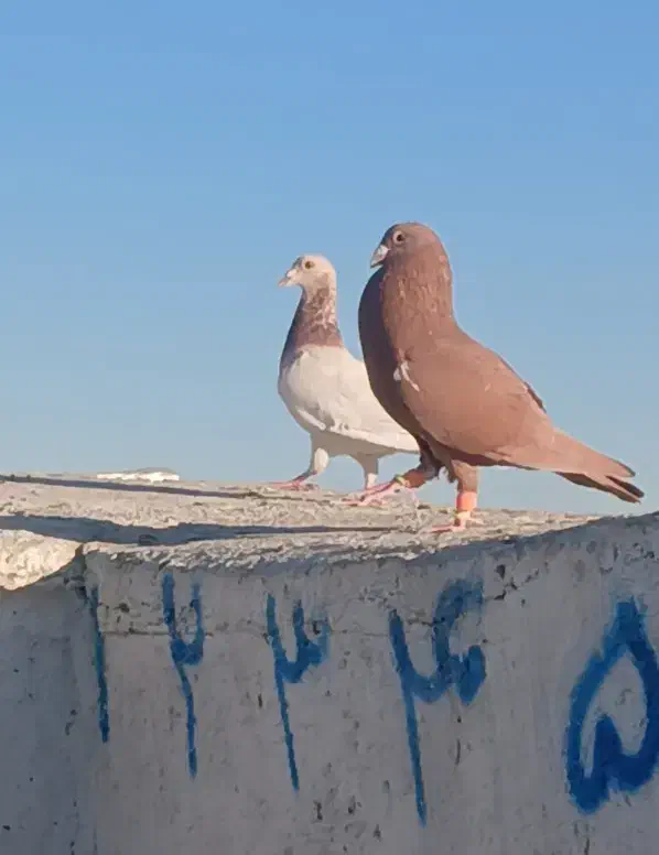 کفتر سرخ کرمونی|پرنده|سبزوار, میدان بار|دیوار