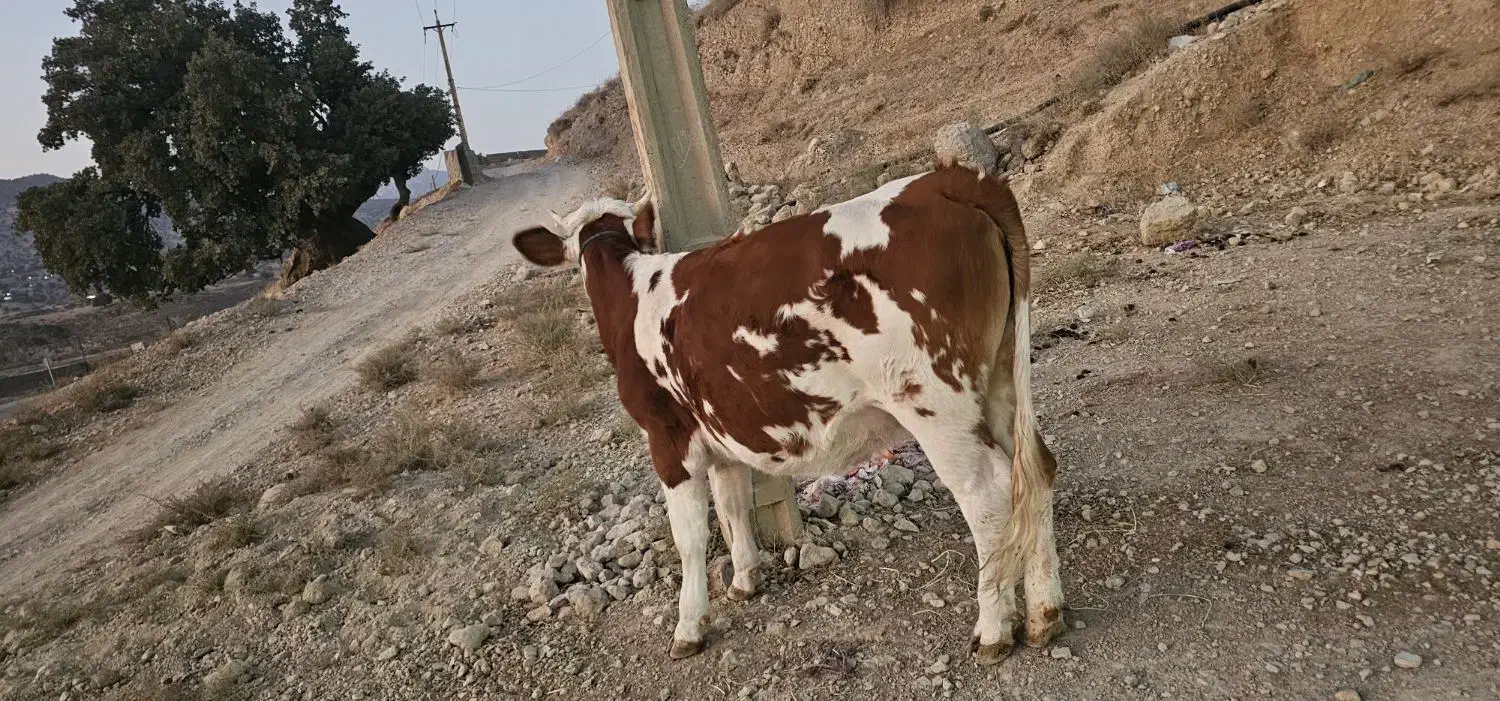 گاو نوبر|حیوانات مزرعه|ارژن, |دیوار