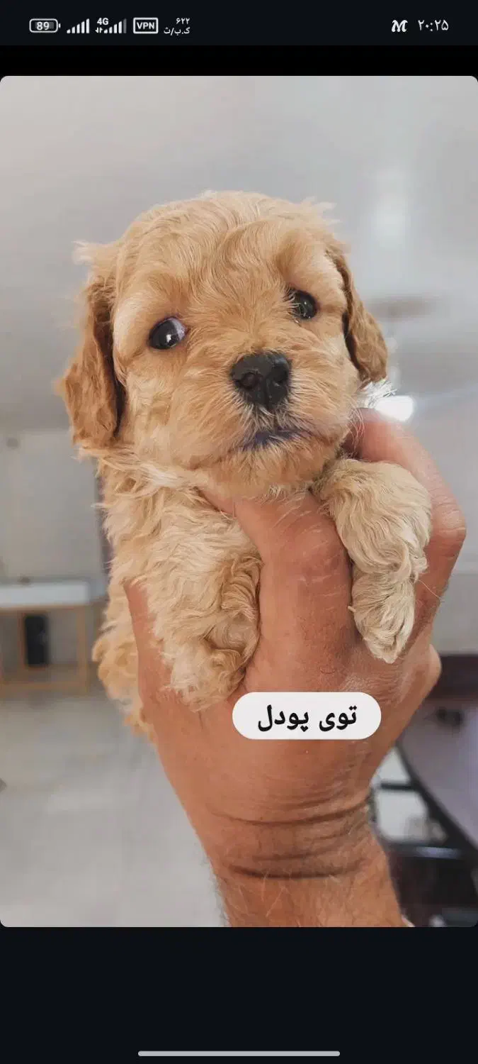 واگذاری سگ میکس ژرمن دوبرمن|سگ|شیراز, بید زرد|دیوار