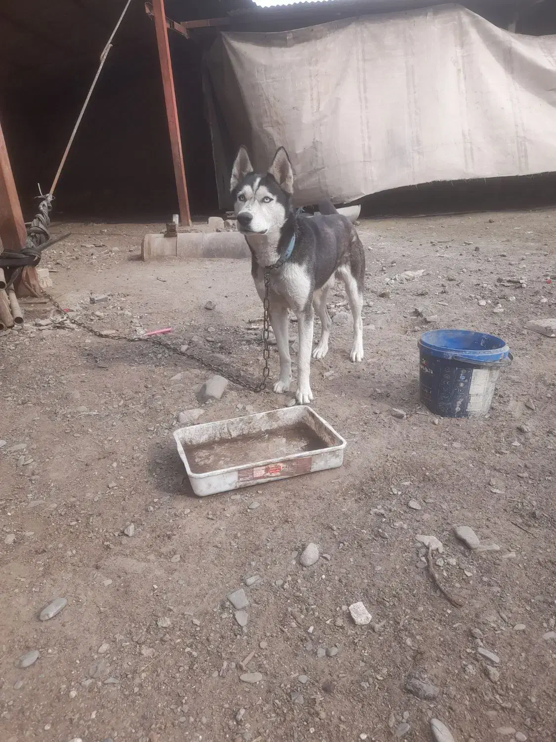 سگ  هاسکی|سگ|مشهد, ایوان|دیوار