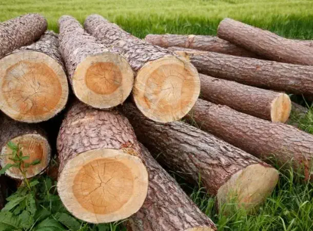 بریدن چوب|خدمات باغبانی و درختکاری|بروجرد, |دیوار