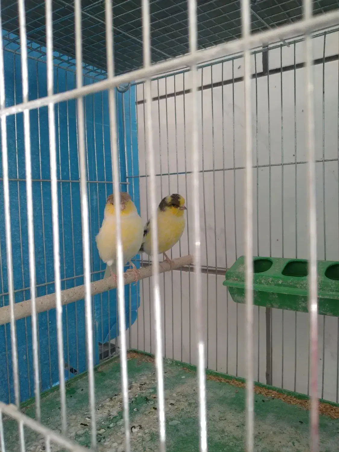 قناری گلستر|پرنده|اصفهان, فرح آباد|دیوار