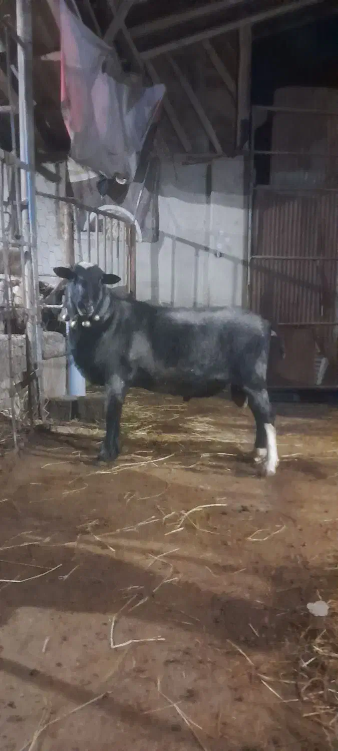 قوچ رومانوف|حیوانات مزرعه|مرزیکلا, |دیوار