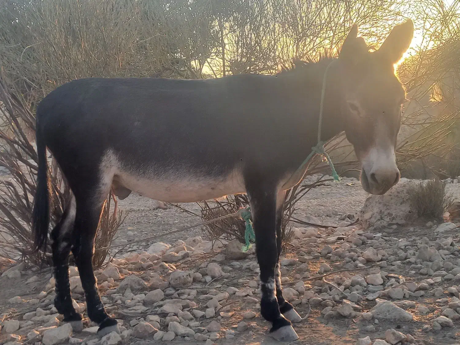 فروش الاغ نر|حیوانات مزرعه|فیروزآباد (فارس), |دیوار