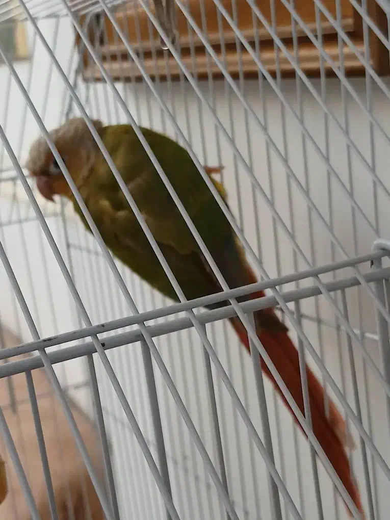 طوطی گرینچیک|پرنده|چالوس, |دیوار