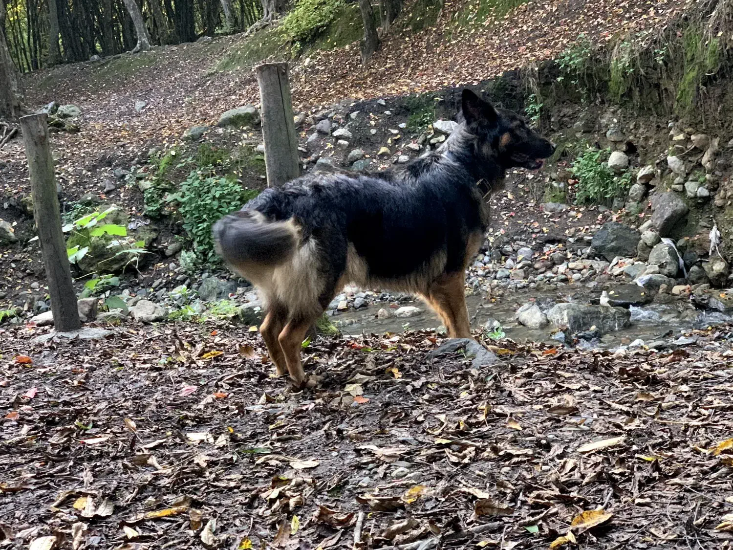 ژرمن ماده مولد|سگ|علیآباد کتول, |دیوار