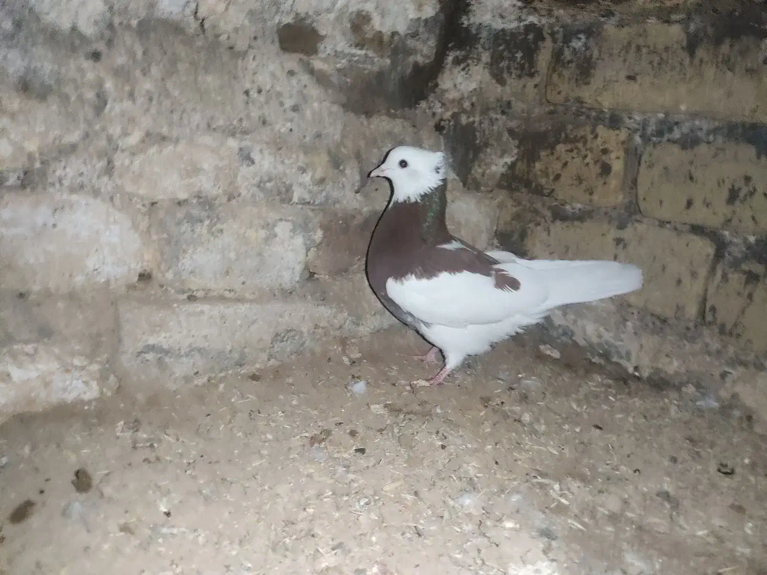 کفتر|پرنده|آران و بیدگل, |دیوار