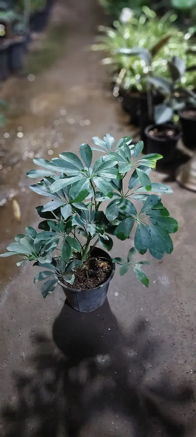 گل های آپارتمانی|گل و گیاه طبیعی|ساوه, |دیوار