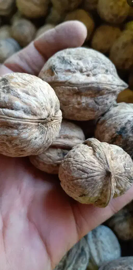 گردو محلی ملایر|عمده‌فروشی|میبد, |دیوار