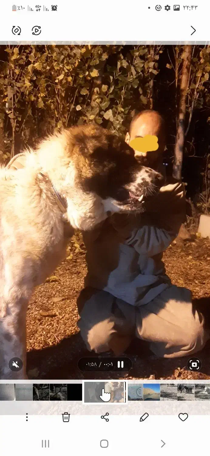 الابای نگهبان|سگ|خرم‌آباد, |دیوار