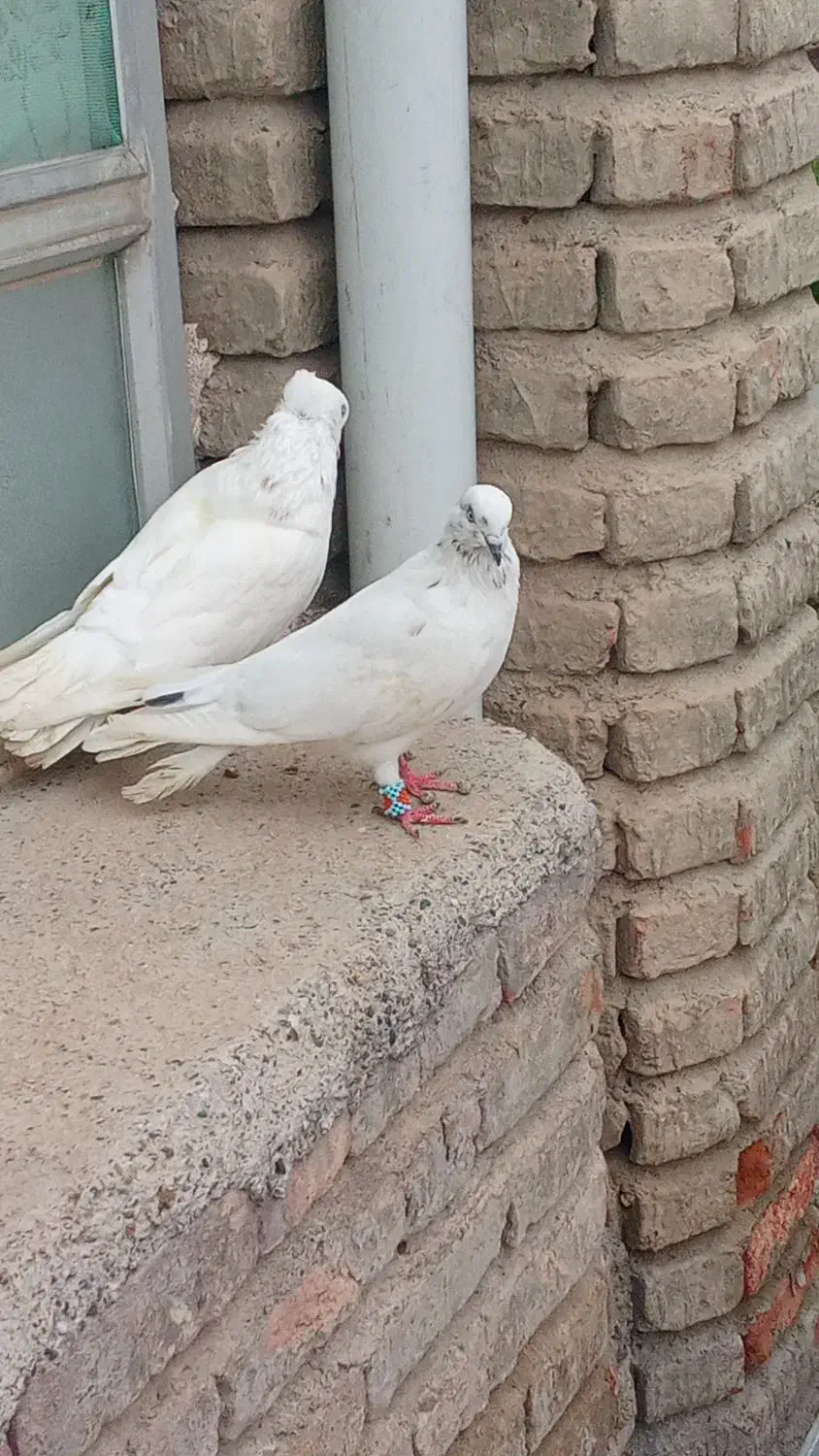 کبوتر نر و ماده|پرنده|پارس‌آباد, |دیوار