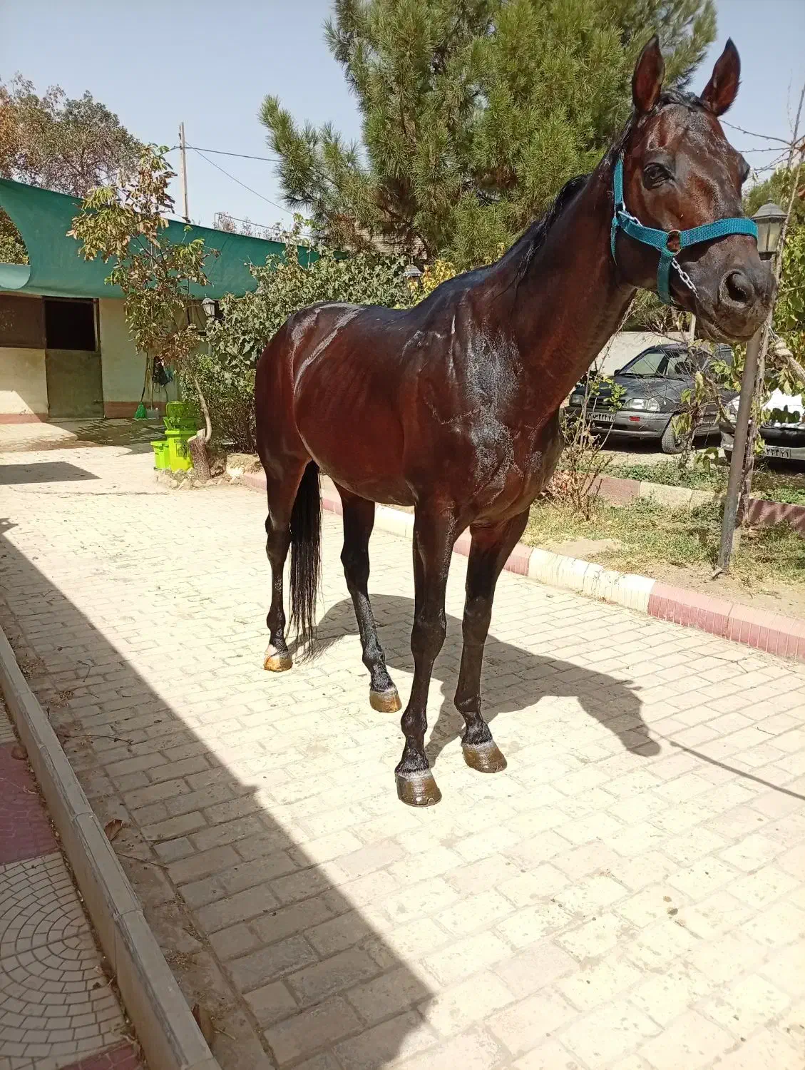 فروش نریون تروبرد|اسب و تجهیزات اسبسواری|رودهن, |دیوار