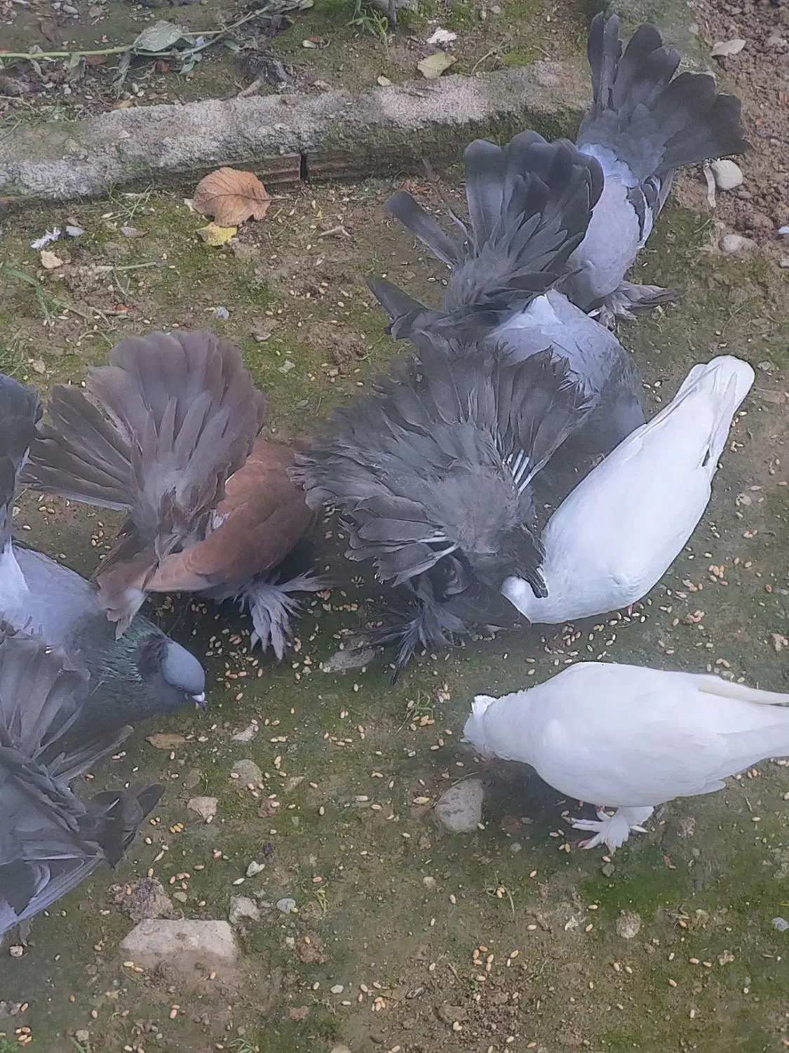 معاوصه سفید مهر کاکلی دمچتری گردن لرزون|پرنده|کردکوی, |دیوار