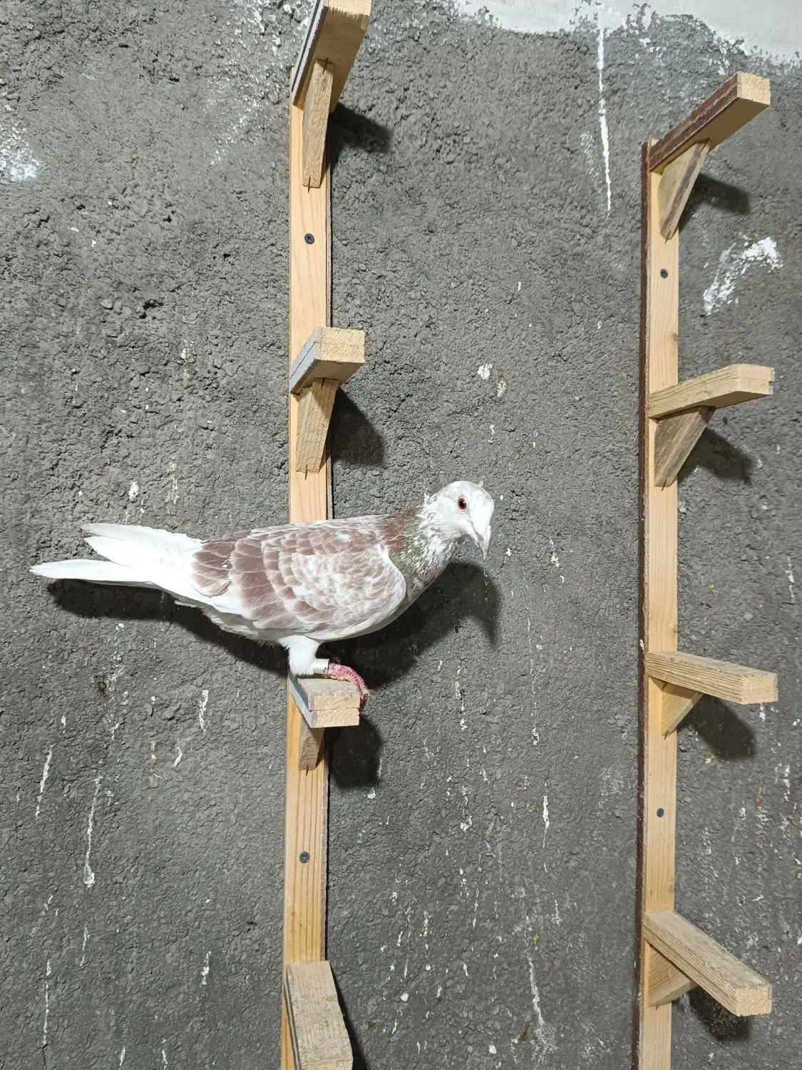 سار اوقون پلاکی|پرنده|مشهد, گلبرگ|دیوار