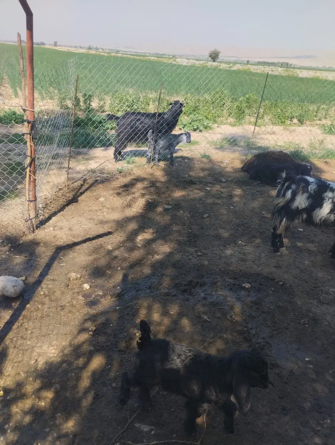 بزغاله|حیوانات مزرعه|اندیمشک, |دیوار