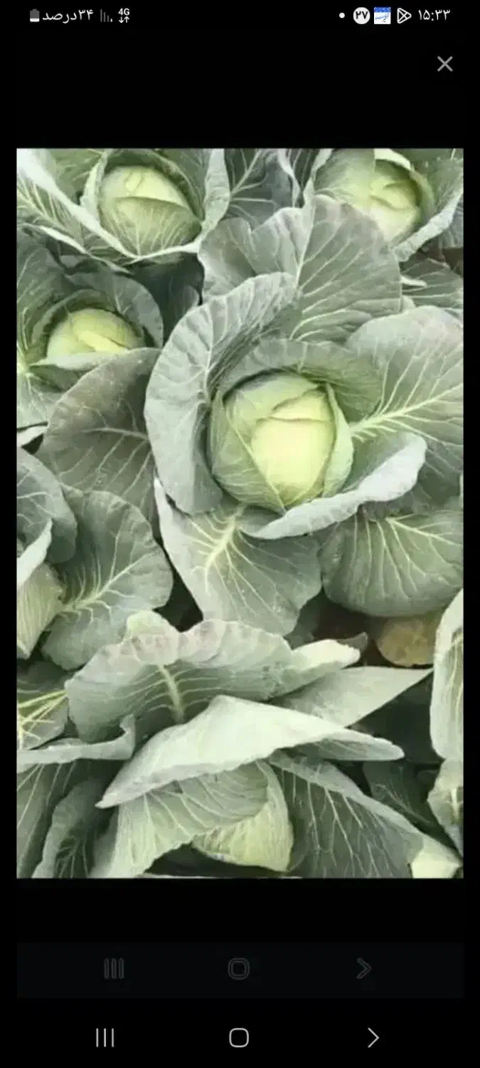 کلم دامی|خدمات باغبانی و درختکاری|اصفهان, دانشگاه اصفهان|دیوار