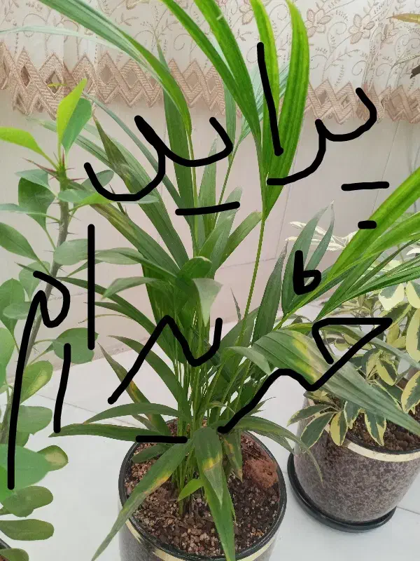 پراید|خودرو سواری و وانت|نیشابور, شهید بهشتی|دیوار