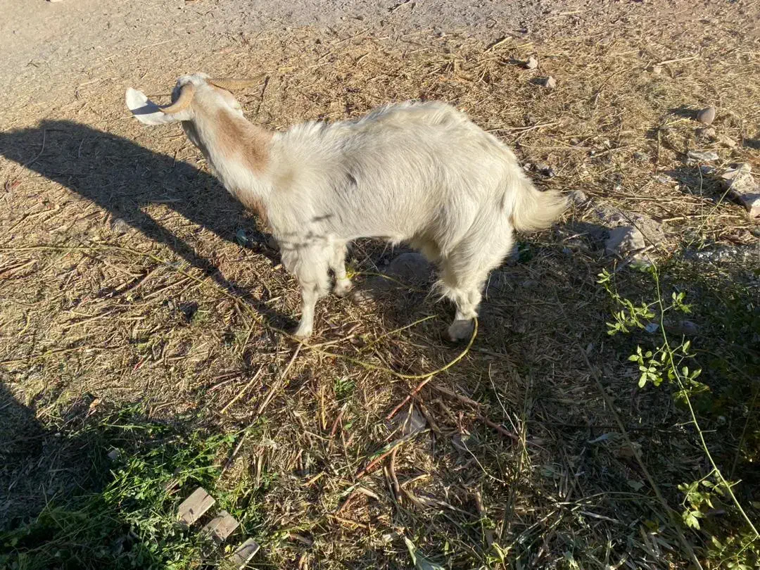 گوسفند|حیوانات مزرعه|ماهان, |دیوار