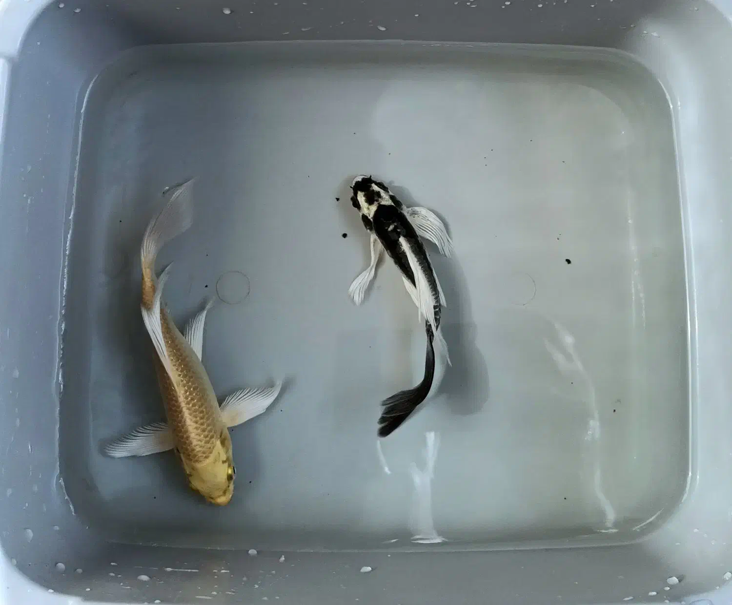 ماهی کوی نژاد دار باله بلند A|ماهی|پرند, فاز ۳|دیوار