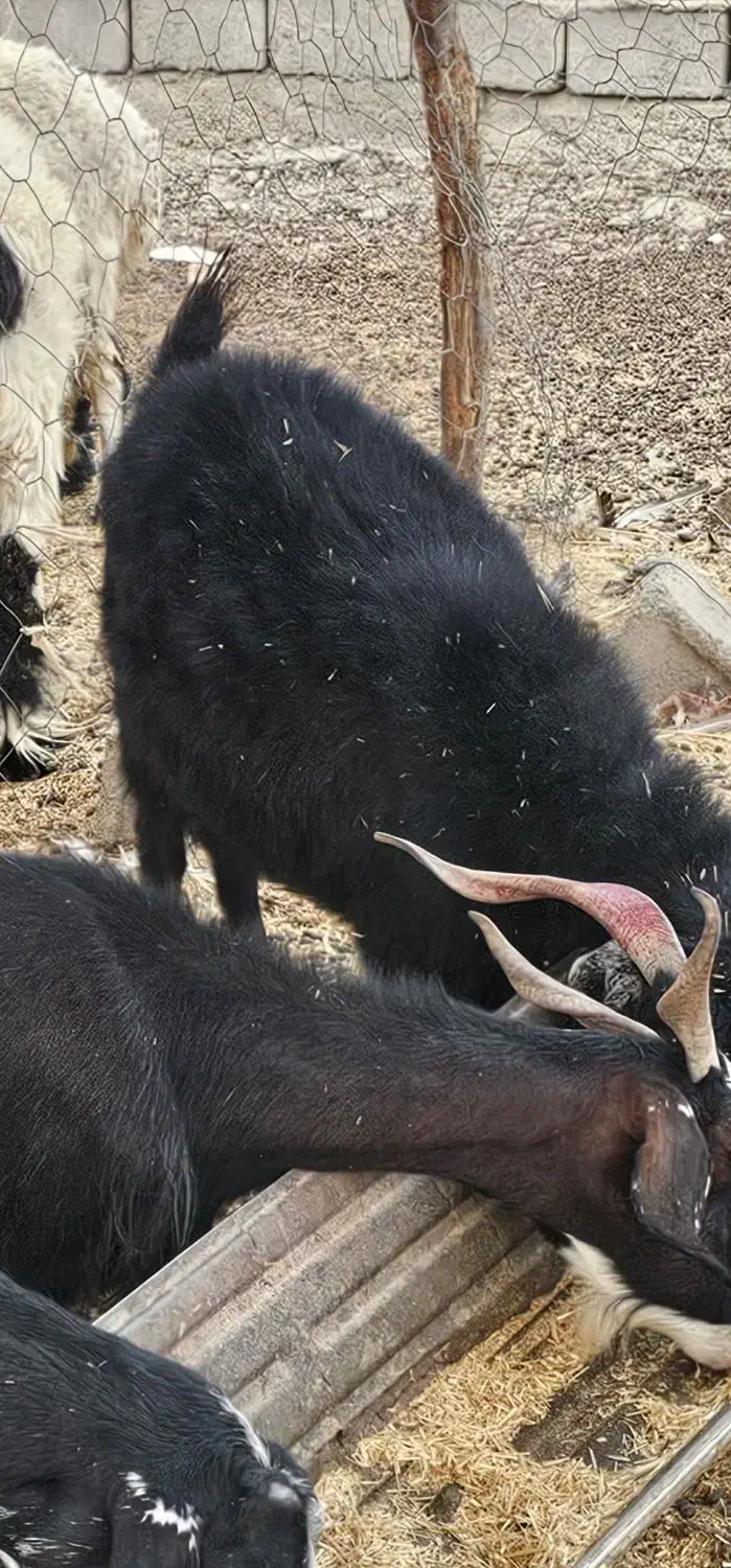 بز کورکی جوان آبست|حیوانات مزرعه|هیرمند, |دیوار