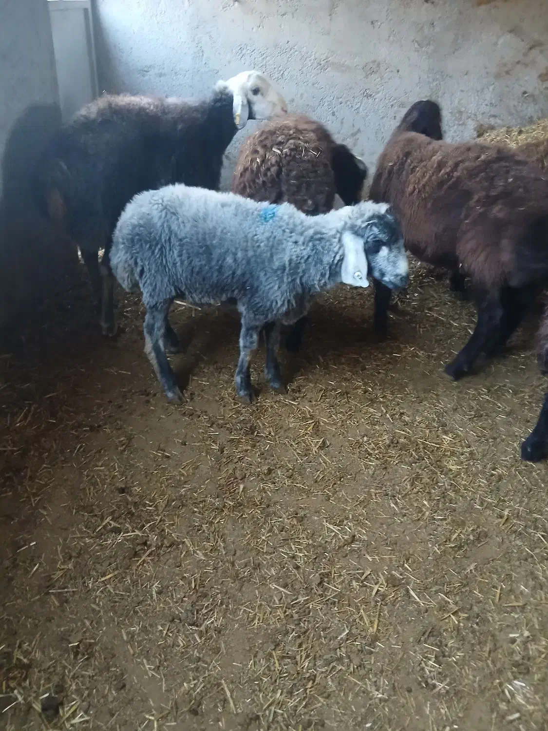 گوسفند نر|حیوانات مزرعه|شاهدشهر, |دیوار