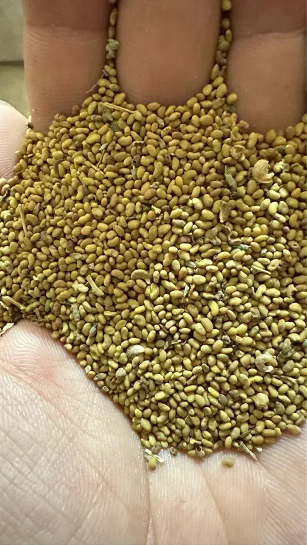 بذر یونجه آمریکایی اصل با عملکرد عالی|خدمات باغبانی و درختکاری|شوشتر, |دیوار