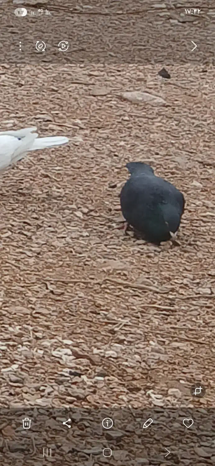 کفتر|پرنده|گناباد, |دیوار