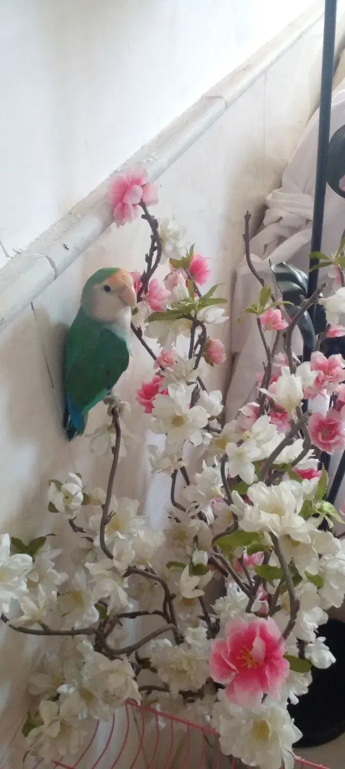 کوتوله بریزیلی گم شده قلعه کامکار.یک میلیون شیرینی|حیوانات|قم, نیروگاه|دیوار